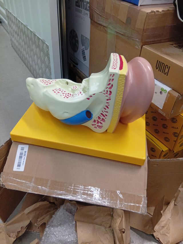 Modello anatomico dell'orecchio ingrandito 3 volte