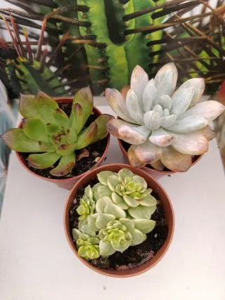 Suculentas Lote liquidación