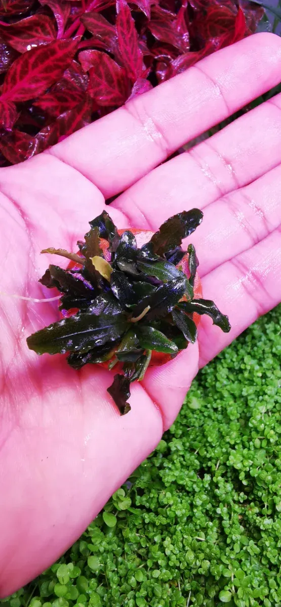 Bucefalandra Biblis Mini - Planta para Acuarios