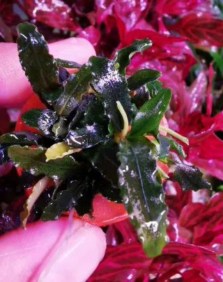 Bucefalandra Biblis Mini - Planta para Acuarios