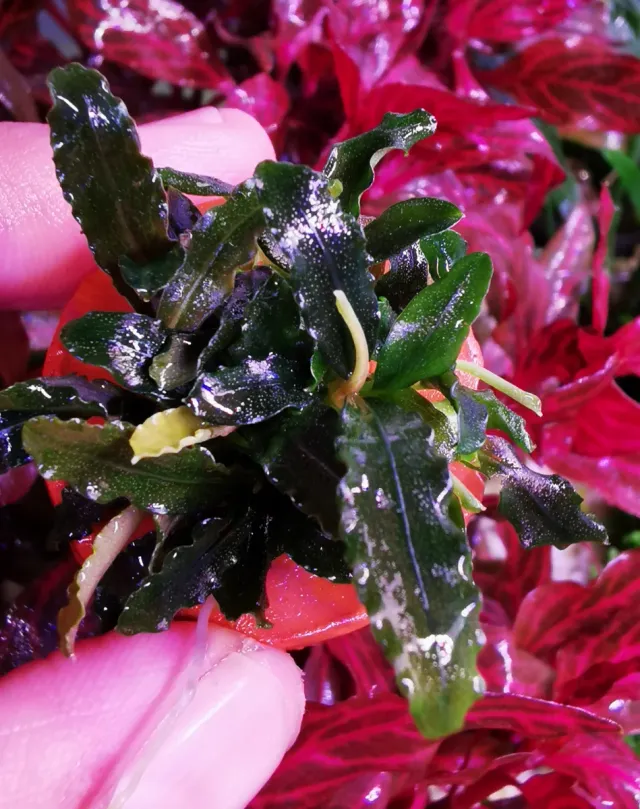 Bucefalandra Biblis Mini - Planta para Acuarios