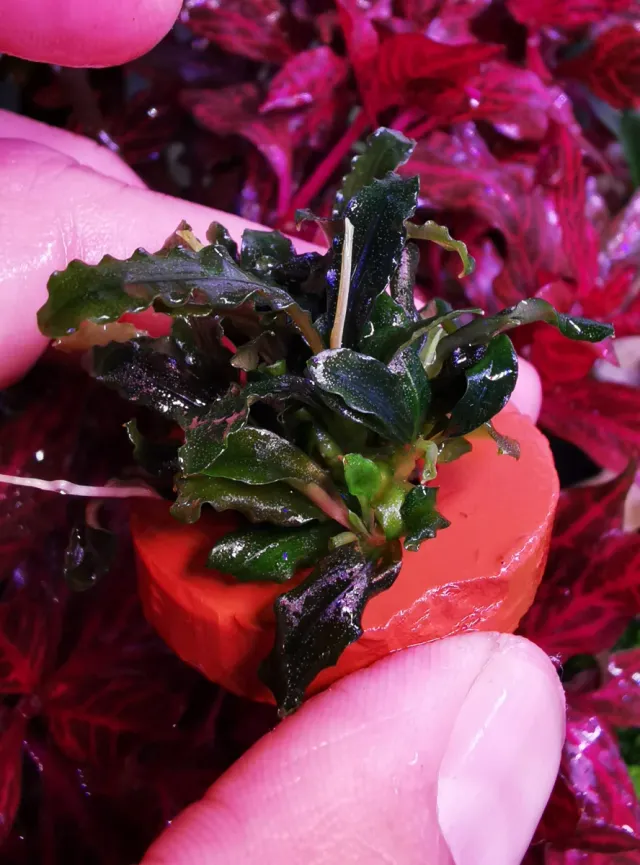 Bucefalandra Biblis Mini - Planta para Acuarios