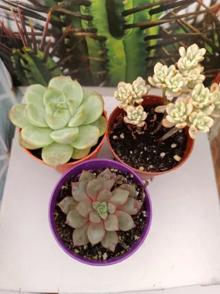 Suculentas Lote liquidación