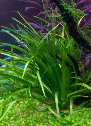 HELANTHIUM TENELLUM GREEN Planta Acuario