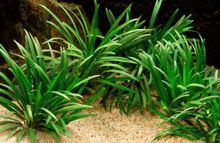 Ophiopogon Kyoto Mini Planta Acuario