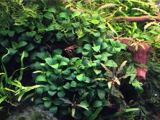 Anubia Nana Bonsai Planta Acuario