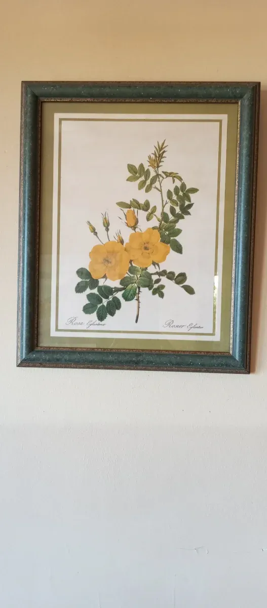 Cuadro Rosa Eglanteria Marco Madera