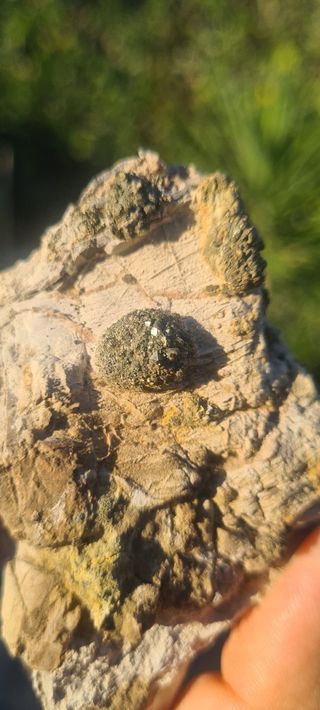 Minerali Collezione Marcasite Cava Borra, Casciana