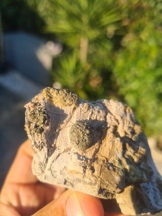 Minerali Collezione Marcasite Cava Borra, Casciana