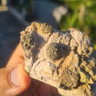 Minerali Collezione Marcasite Cava Borra, Casciana