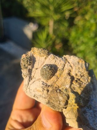 Minerali Collezione Marcasite Cava Borra, Casciana