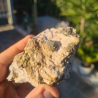 Minerali Collezione Marcasite Cava Borra, Casciana