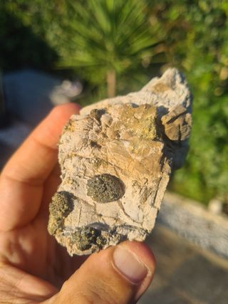 Minerali Collezione Marcasite Cava Borra, Casciana