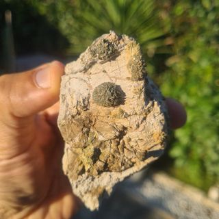 Minerali Collezione Marcasite Cava Borra, Casciana