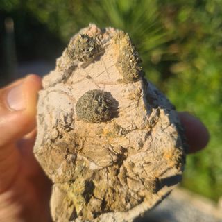 Minerali Collezione Marcasite Cava Borra, Casciana