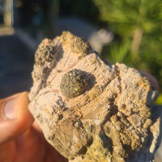 Minerali Collezione Marcasite Cava Borra, Casciana