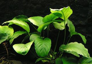 Anubia Barteri  Planta Acuario