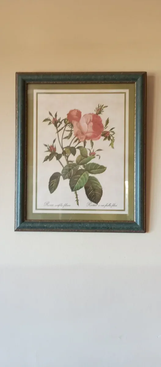 Cuadro Rosa Centifolia Foliace