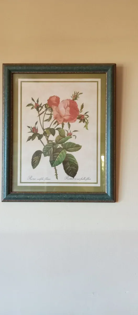 Cuadro Rosa Centifolia Foliace