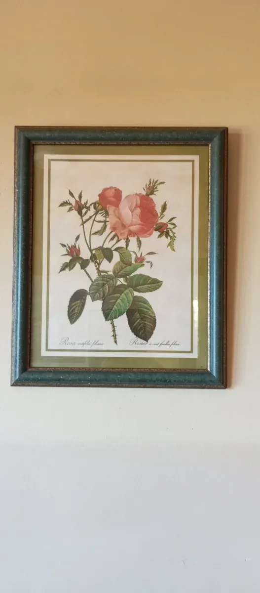 Cuadro Rosa Centifolia Foliace