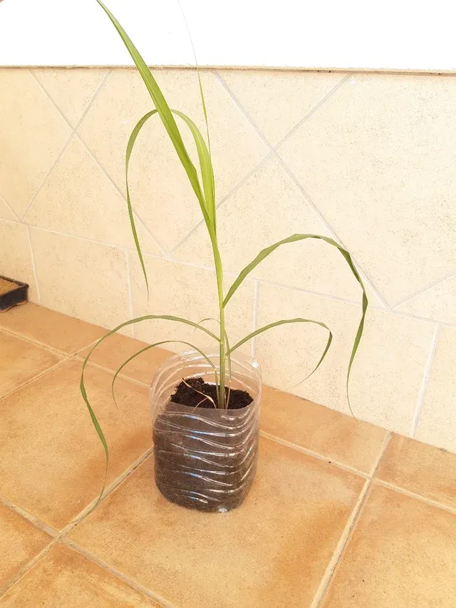 CAÑA de azúcar - Cañadú - Caña dulce