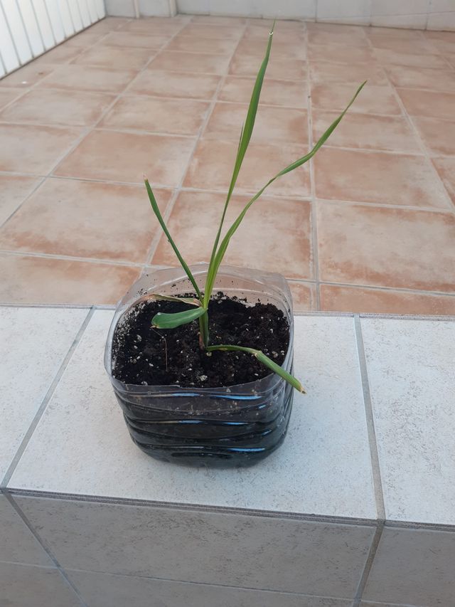 CAÑA de azúcar - Cañadú - Caña dulce