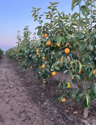 Terreno rústico 2 hanegadas para cultivo
