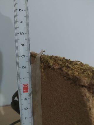 Hoguera Nacimiento Belén