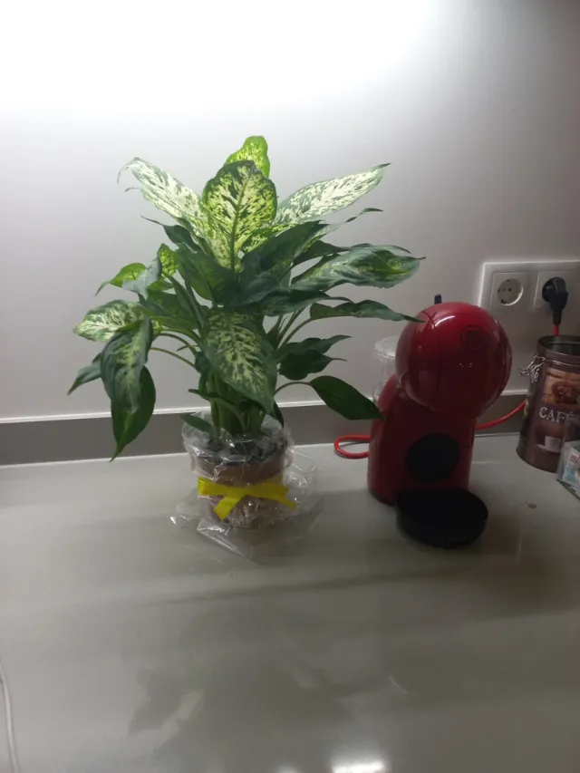 Planta de interior decorativa