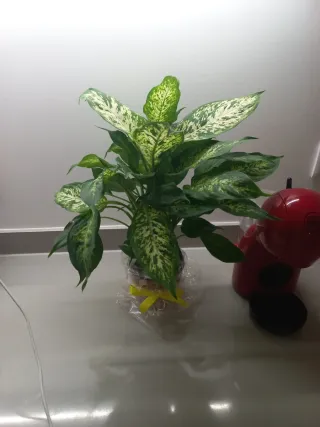 Planta de interior decorativa