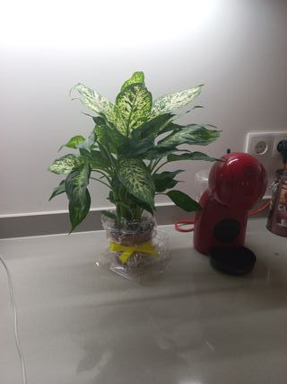 Planta de interior decorativa