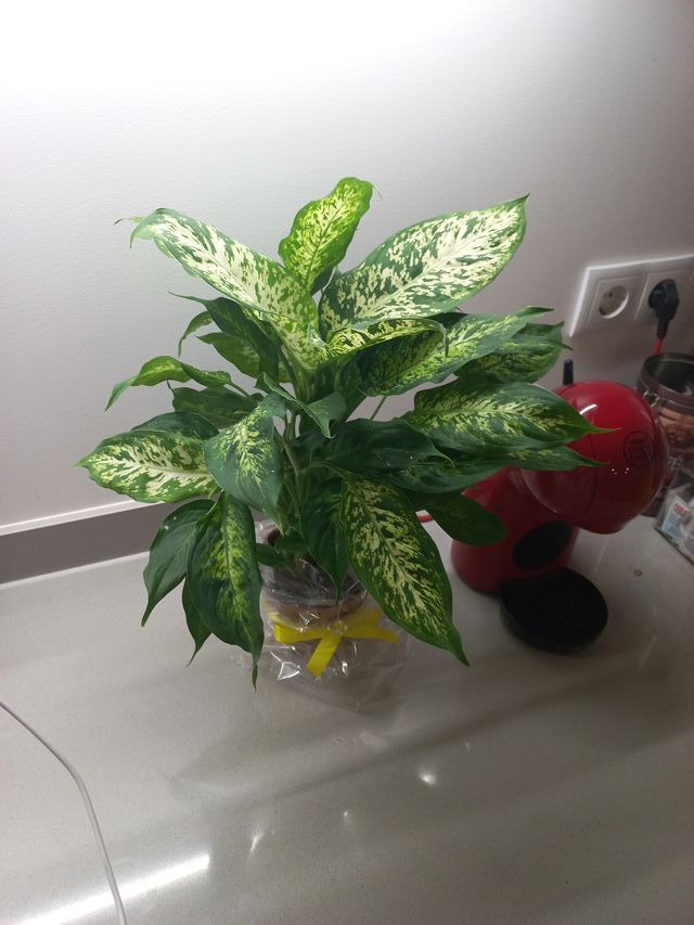 Planta de interior decorativa