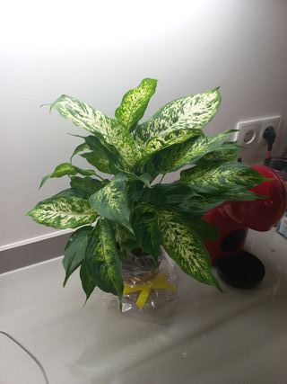 Planta de interior decorativa