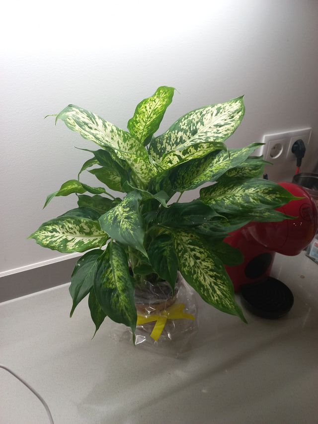 Planta de interior decorativa