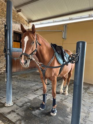 Pechopetral para caballo