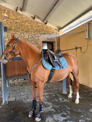 Pechopetral para caballo