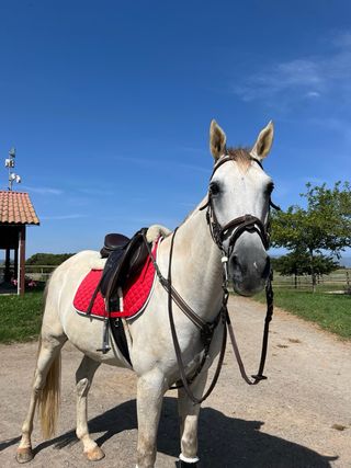 Pechopetral para caballo