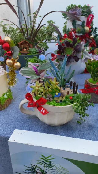 Planta suculenta em vaso decorado