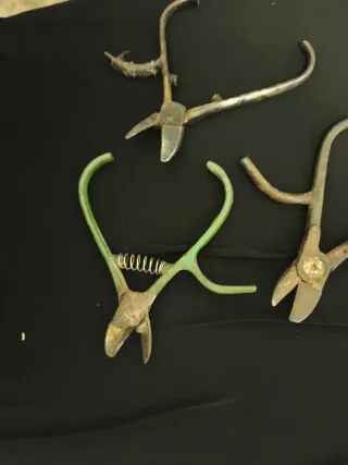 Alicates de campo, manzana