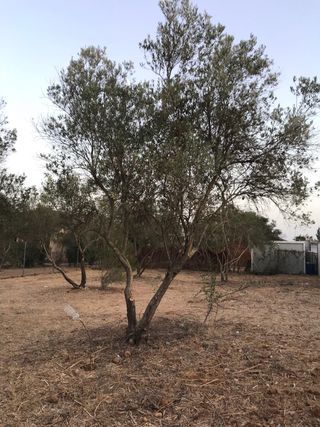 se vende 12 Olivos antiguo  de unos 20 años