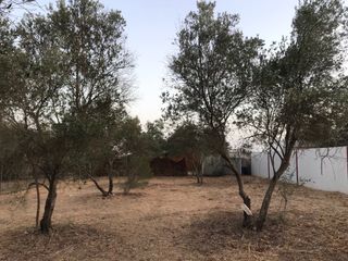 se vende 12 Olivos antiguo  de unos 20 años