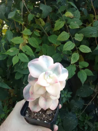 Graptopetalum Roxo variegato
