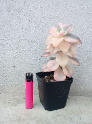 Graptopetalum Roxo variegato