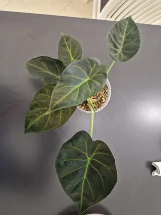 Alocasia Regal Shield Pianta