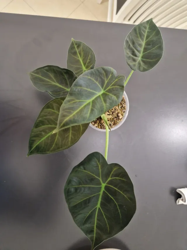 Alocasia Regal Shield Pianta