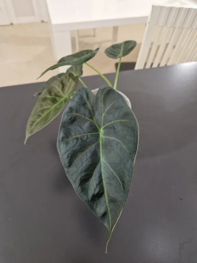 Alocasia Regal Shield Pianta