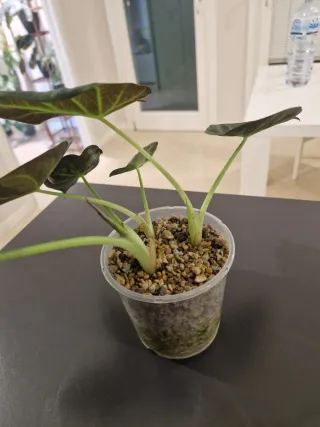 Alocasia Regal Shield Pianta