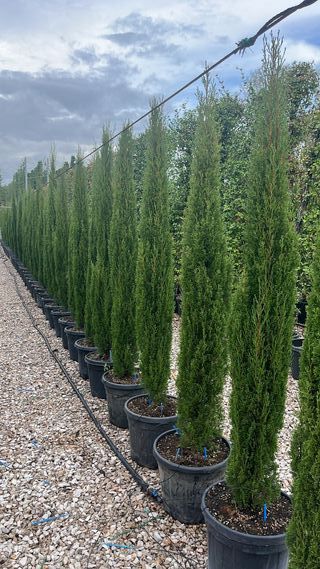 2 Cipreses Toscano Sempervirens Totem