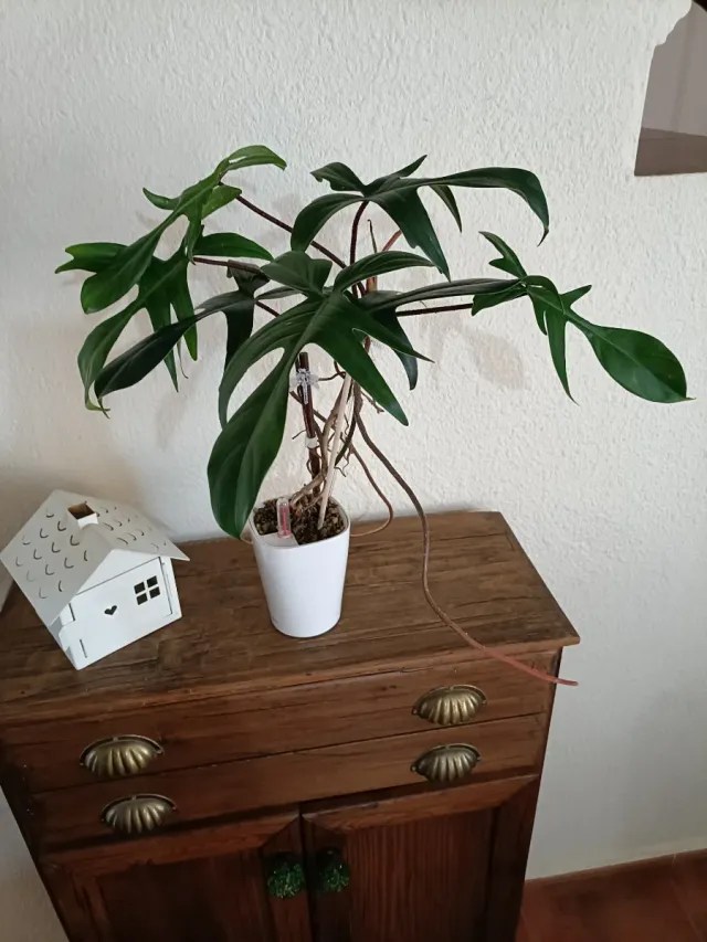 Philodendron Florida Beauty Revertido