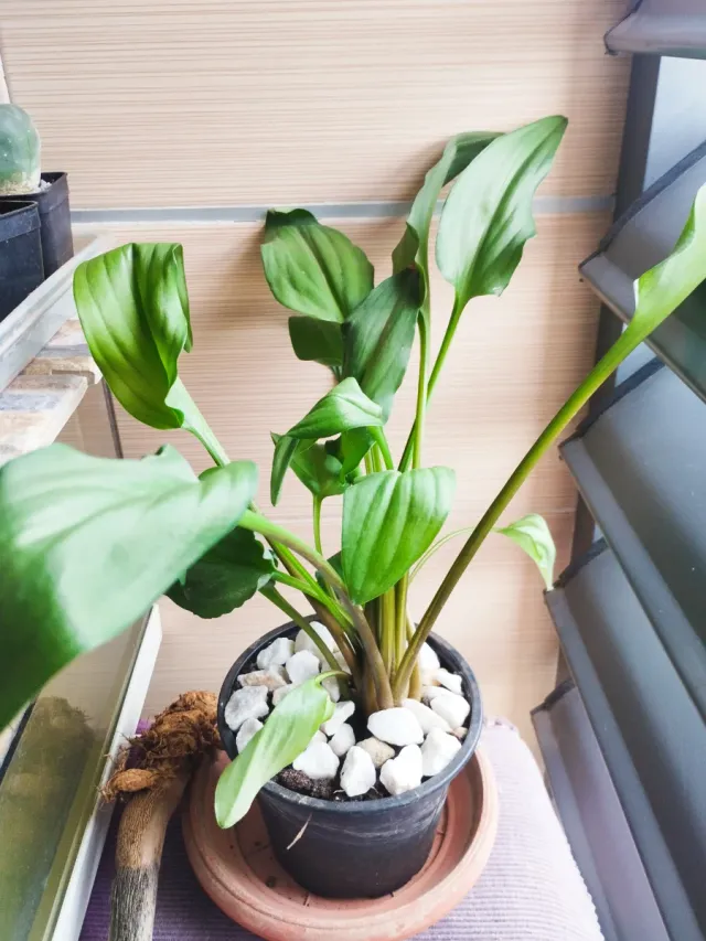 Pianta verde da interno